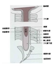 硬膜外ブロック