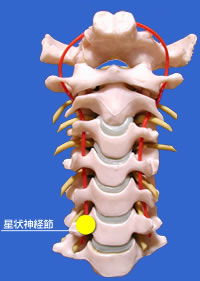星状神経節ブロック　